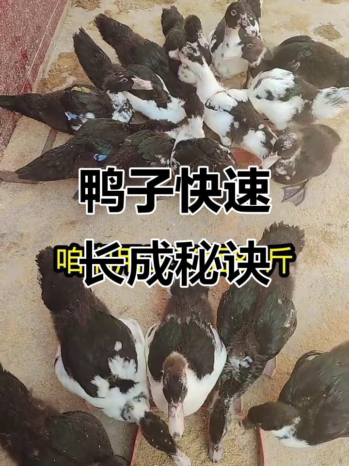 玉米面+麸皮,轻松养大肥鸭,省钱又高效