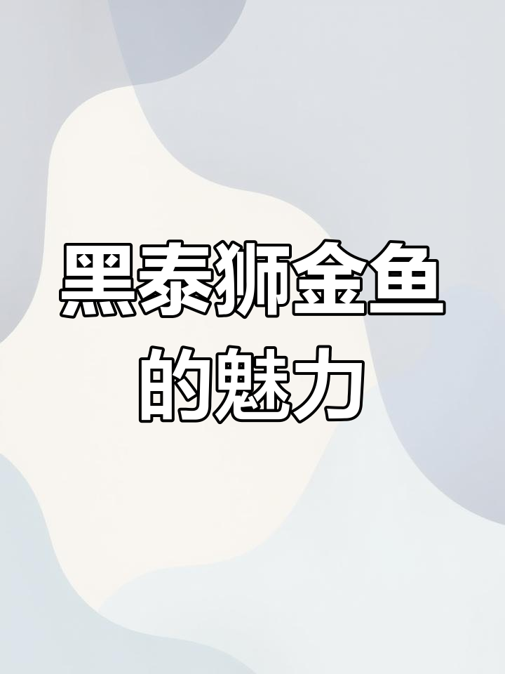 27厘米黑色泰狮金鱼,霸气镇缸之宝,观赏鱼玩家必看