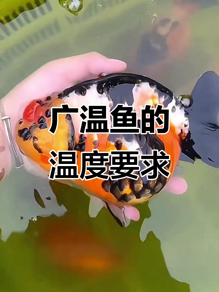 广温鱼如何应对温差变化?加热棒有必要吗