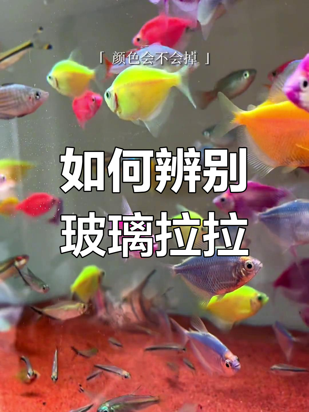 荧光天使鱼是否染色?