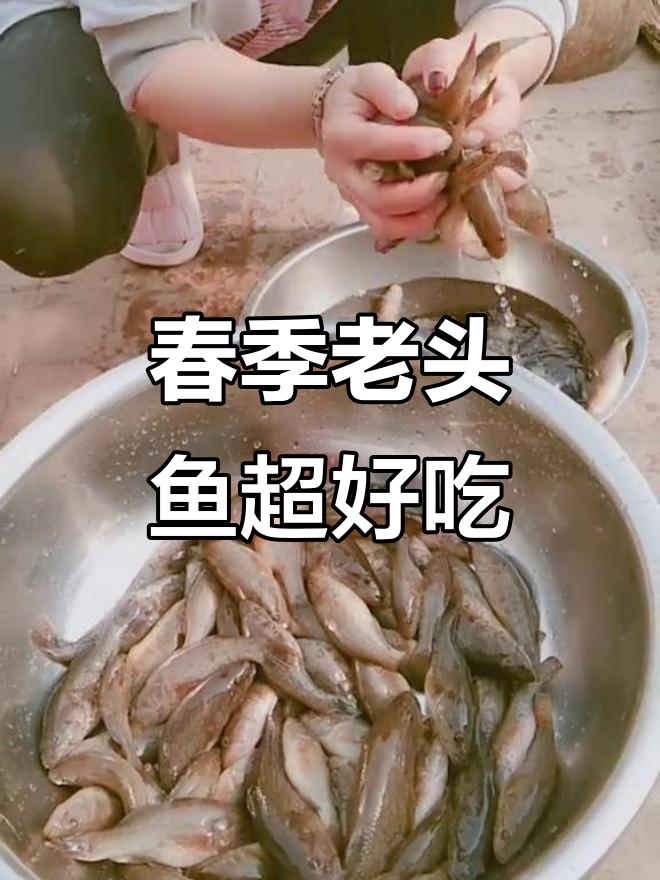 春天老头鱼新鲜美味,野生大葫芦鱼来袭