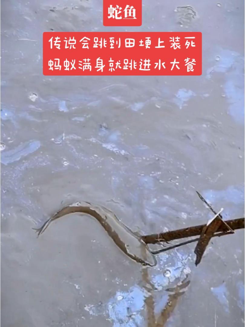 本地叫蛇鱼,也叫七星鱼,还有一个大名鼎鼎的雷龙,最是胆大 我的乡村生活 雷龙 农村生活 三