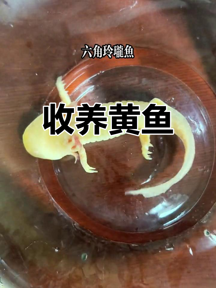 黄色六角玲珑鱼,萌态十足