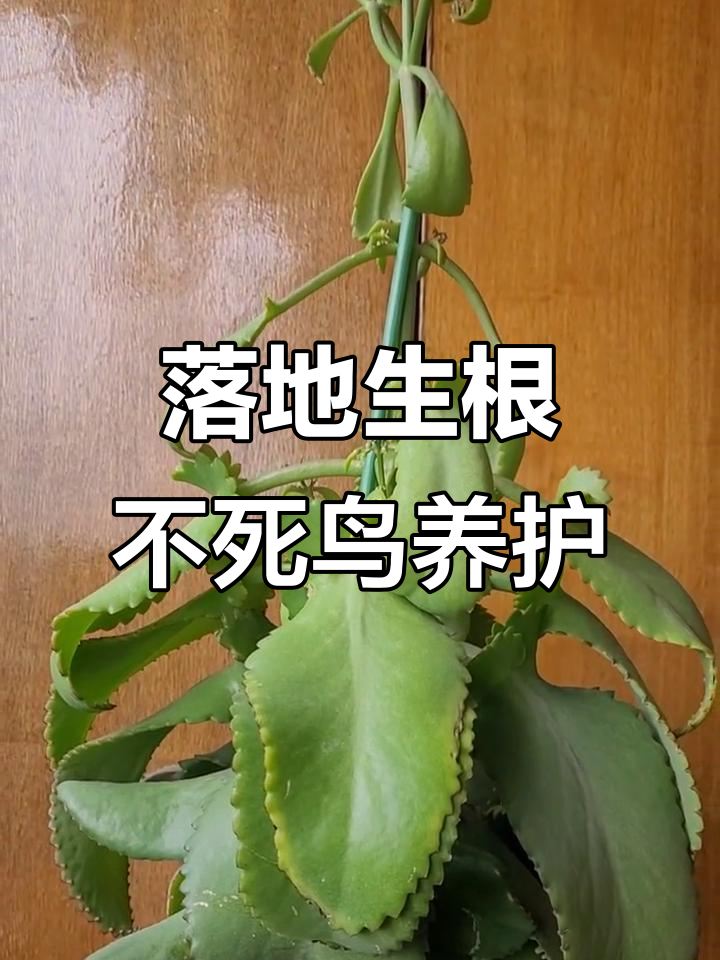 不死鸟盆栽养护全攻略，轻松掌握多肉植物生长技巧