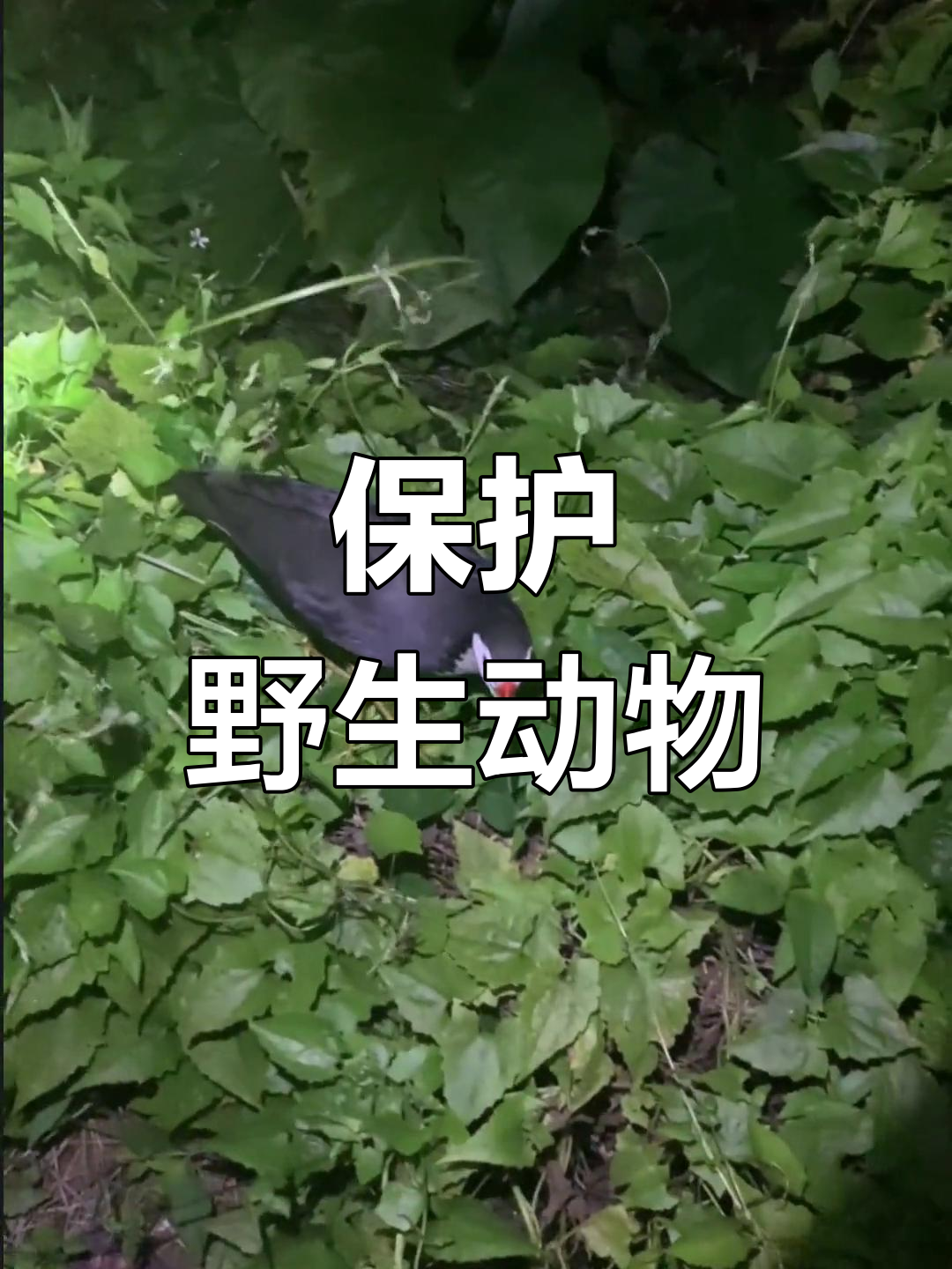 白面水鸡的叫声,大自然的声音