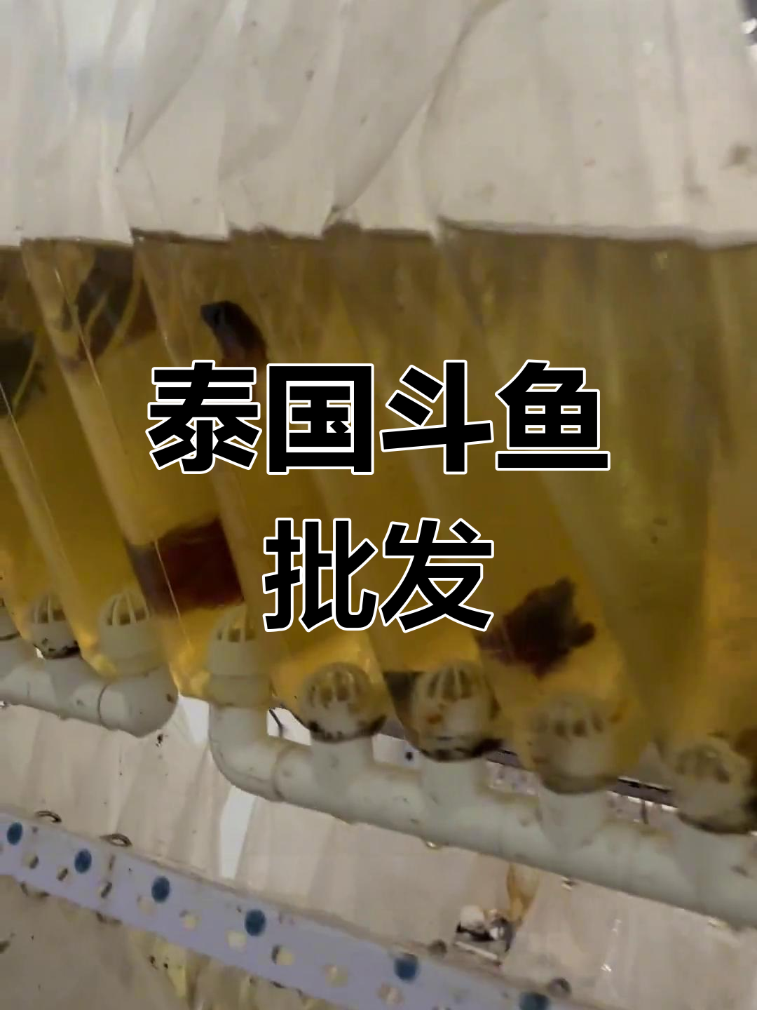 泰国斗鱼批发,线下水族店进货指南
