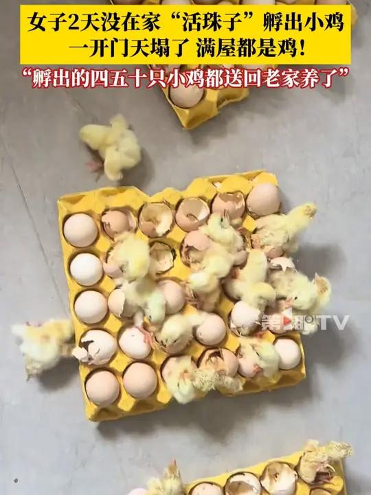 7月7日，山东青岛，女子离家两天活珠子孵出小鸡：一开门愣住了，满屋都是鸡！吃剩的3盒活珠子