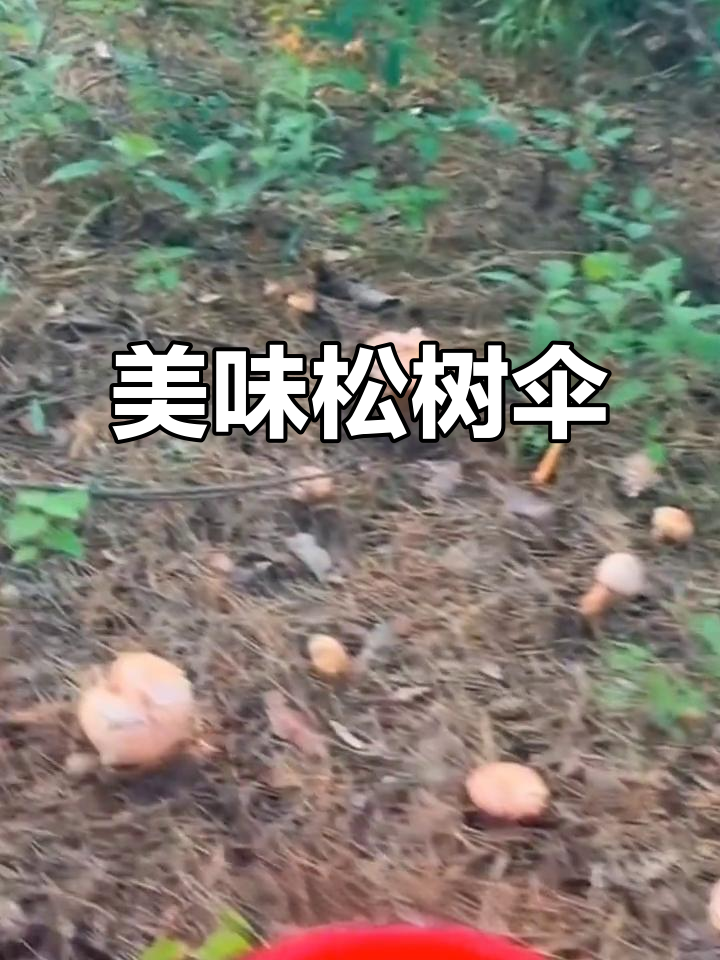 松树伞蘑菇,脆爽口感,炒肉拌面皆宜