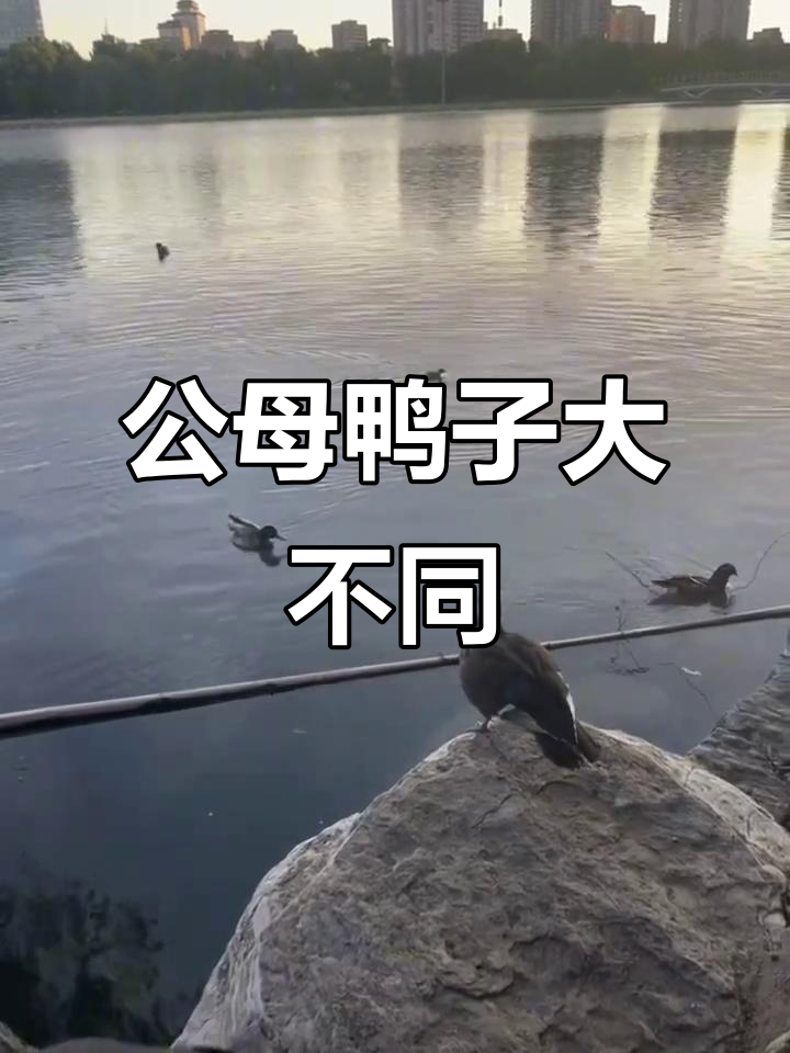 鸳鸯鸭的爱情故事：公母差异与焦虑时刻