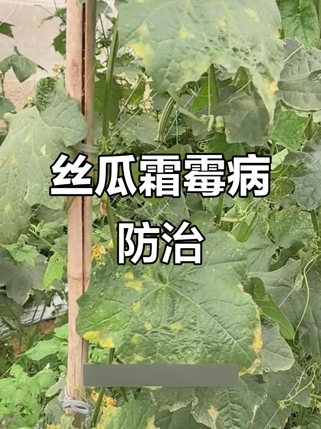 丝瓜霜霉病防治全攻略,叶面病害轻松搞定