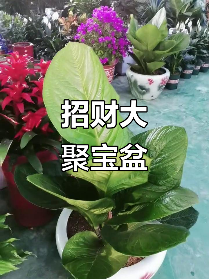 阔叶聚宝盆,鱼缸与植物的完美结合
