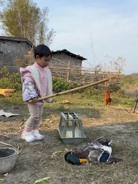 小孩子想吃鸭肉，竟然把鸭子打死，啤酒鸭蛮好吃的！