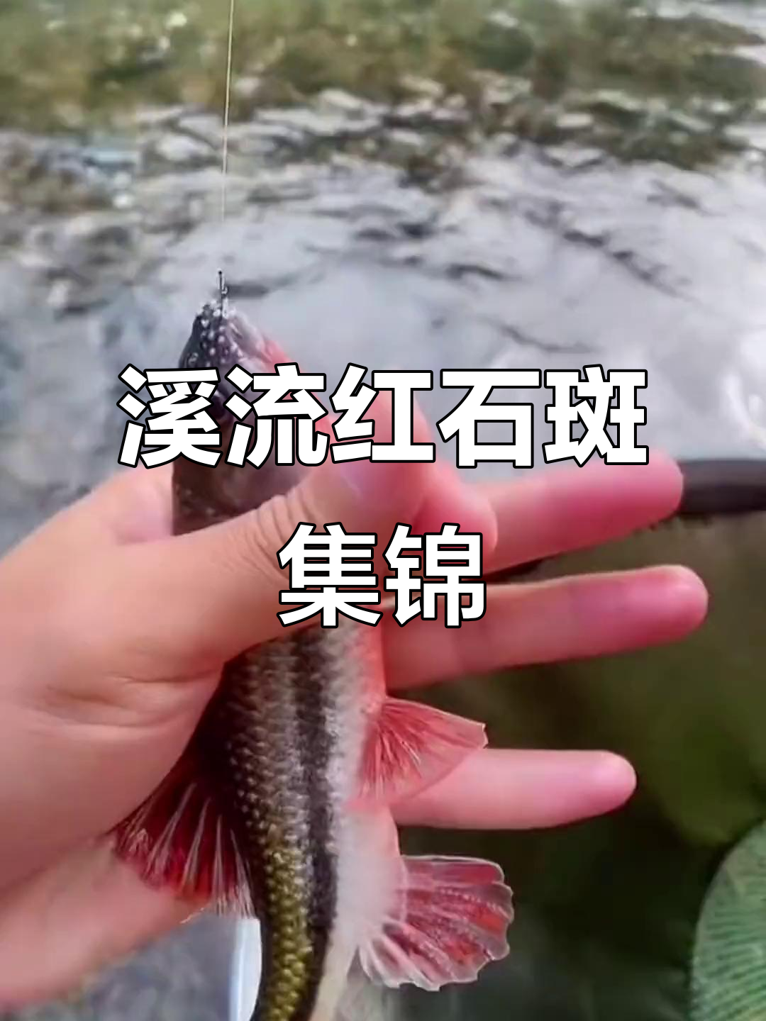 红石斑鱼大揭秘,溪流钓公母全纪录