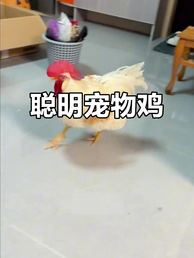 宠物鸡竟能听懂人话?揭秘家养小鸡的惊人智商