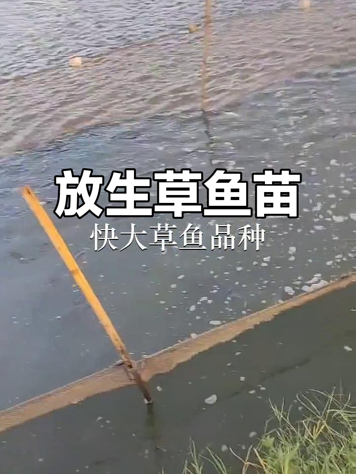 东莞桥头与深圳福永鱼苗场:放生草鱼苗,助力生态平衡