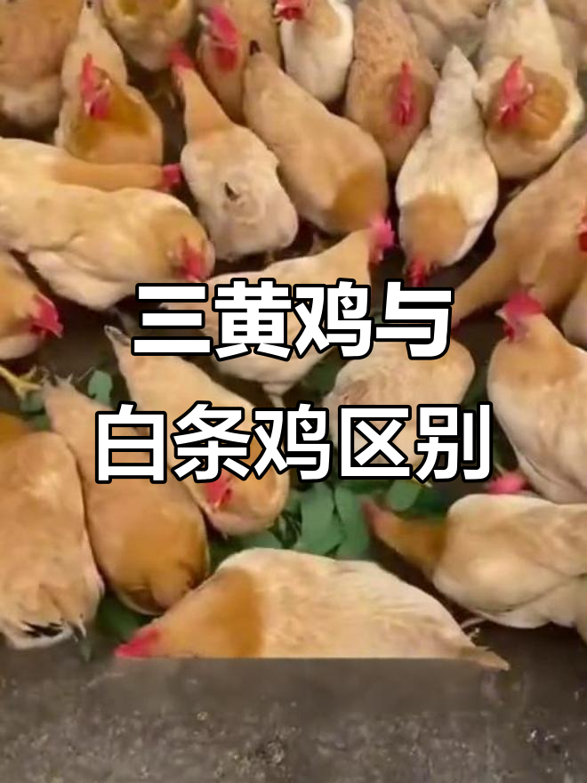三黄鸡和白条鸡到底有啥不同？原来是这样！