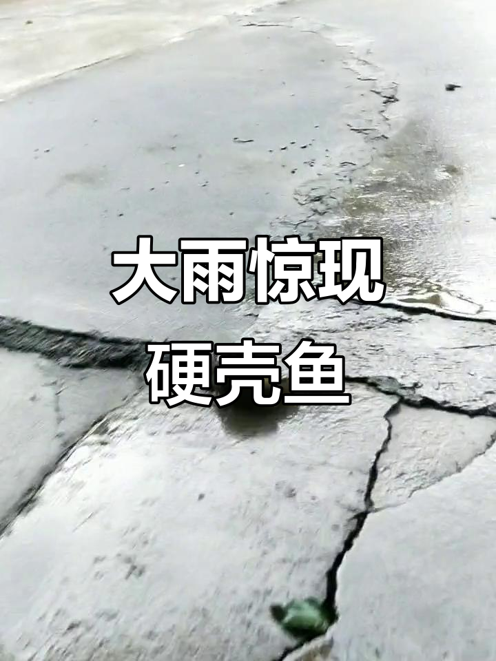 雨太大,连硬壳鱼都跑出来了!