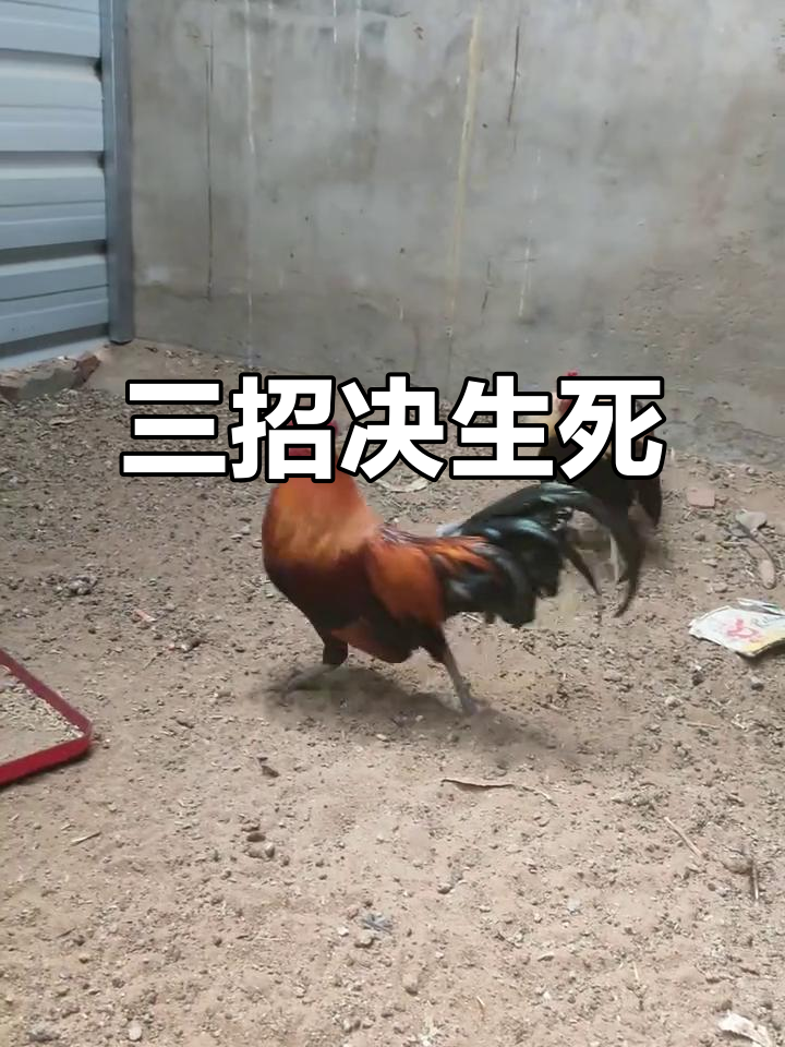 斗鸡大赛激烈开打,三招之内谁胜?