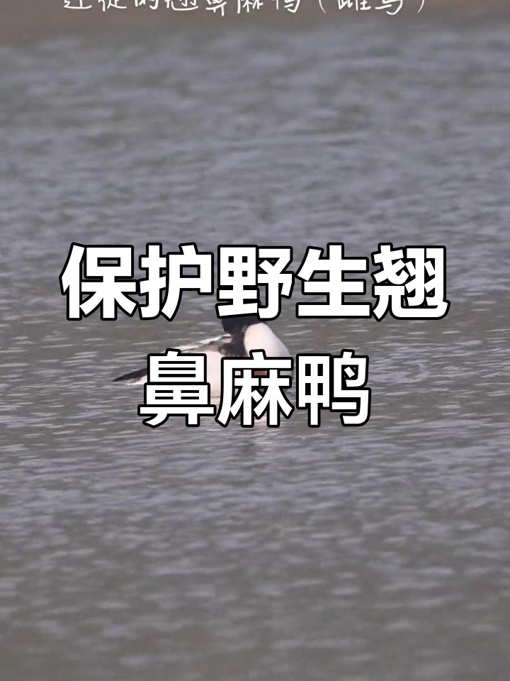 翘鼻麻鸭:淡水区域的濒危鸟类