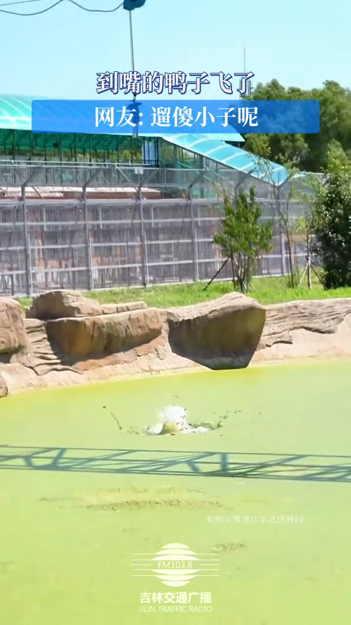 到嘴的鸭子飞了