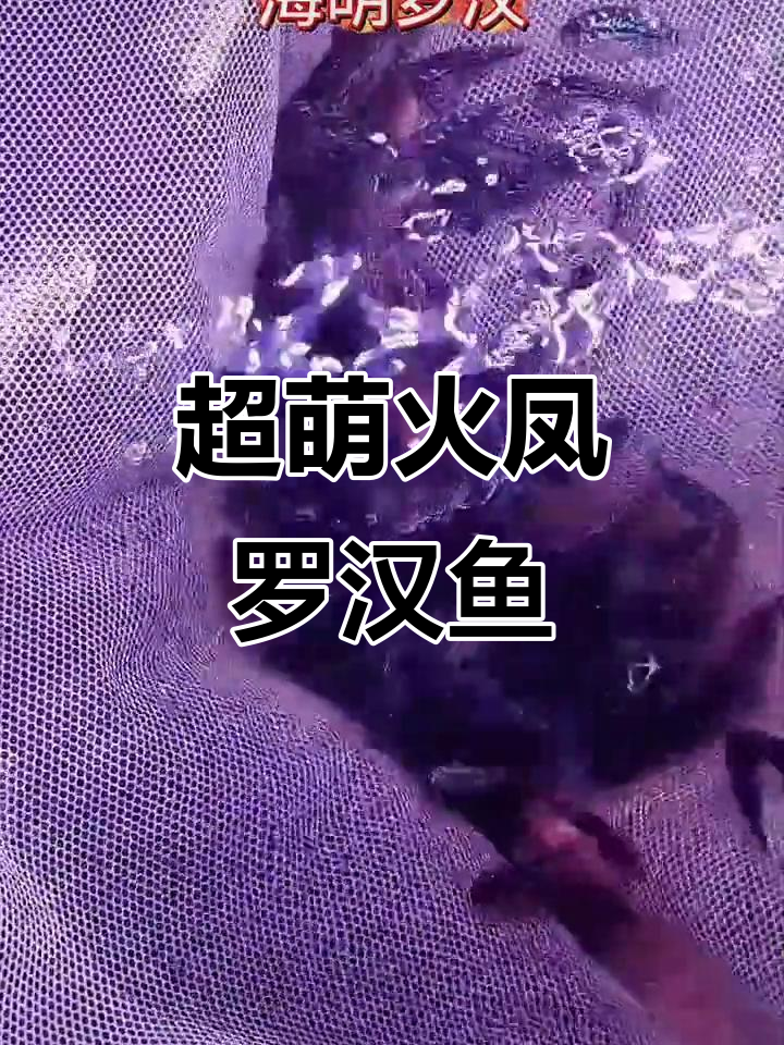 火凤罗汉鱼苗,亮片明显超可爱!