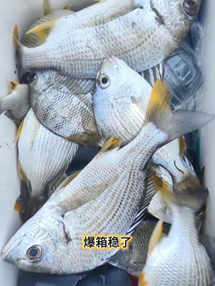 你们出发钓腊鱼了吗?#浮游矶钓 #黄脚腊 #矶情渔乐 #种草 #原来钓鱼才是抖音运动顶流
