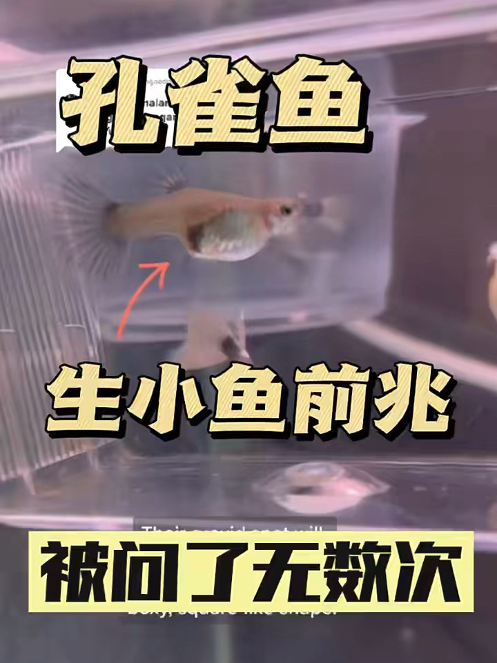 孔雀鱼怎么看怀孕?孔雀鱼生产前兆大揭秘