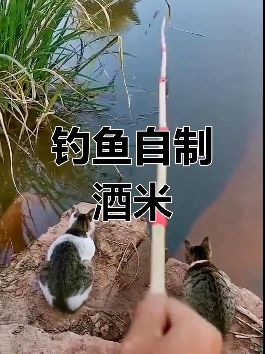 自制酒米窝料配方,轻松钓鲫鱼