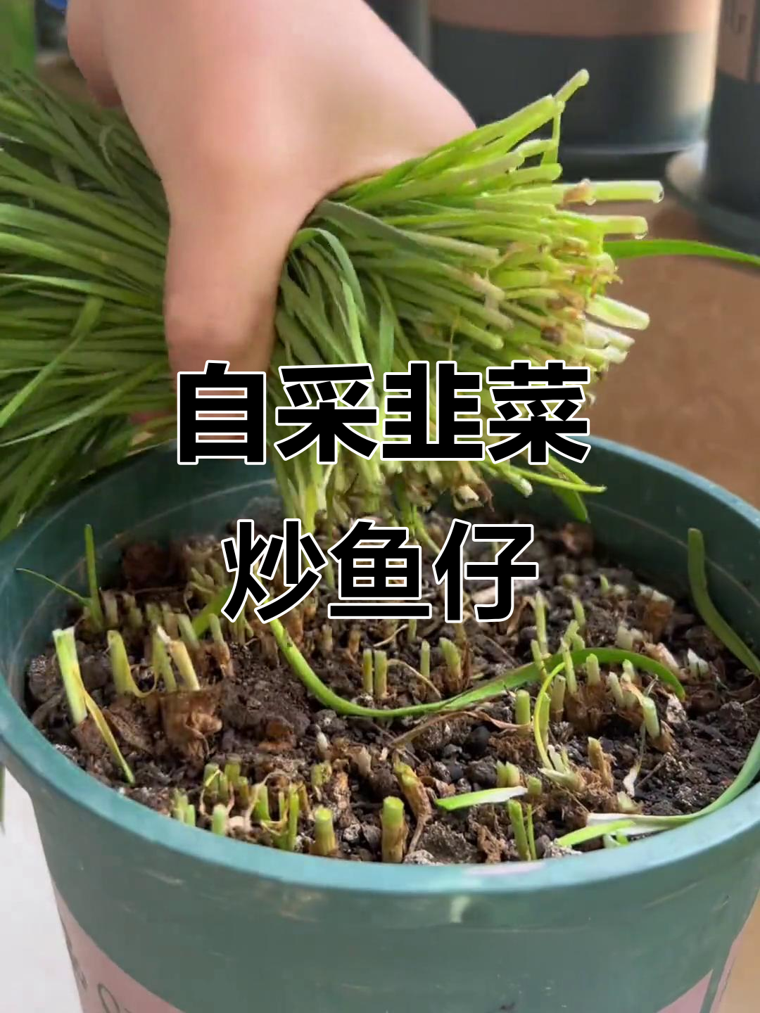 21天自种韭菜,首次收割炒小鱼仔干,香气扑鼻!