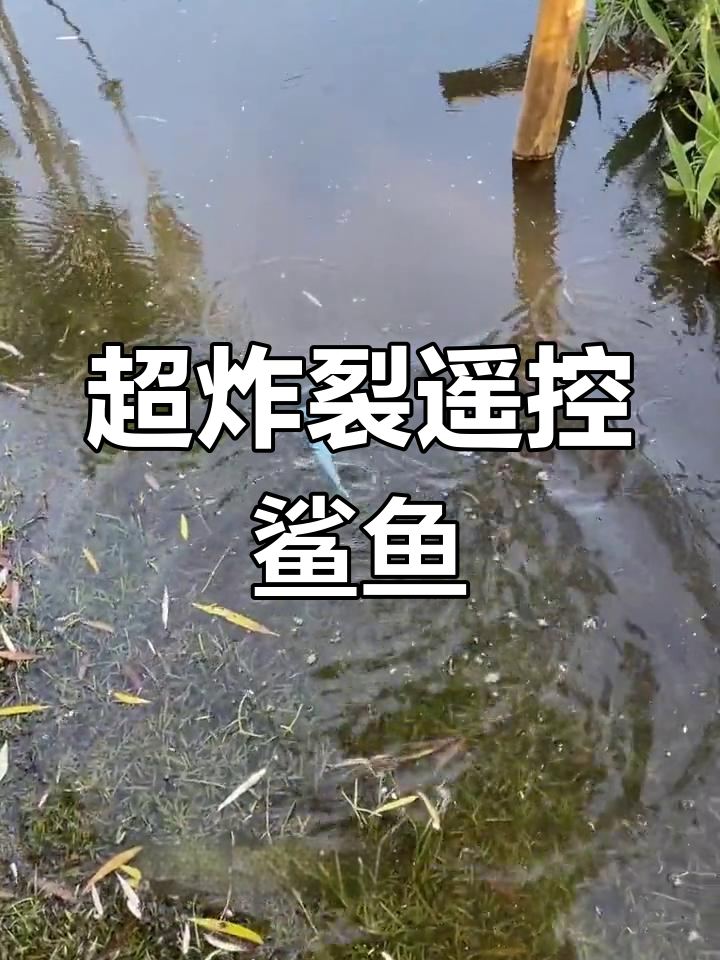 遥控鲨鱼玩具,颠覆整个遥控界!