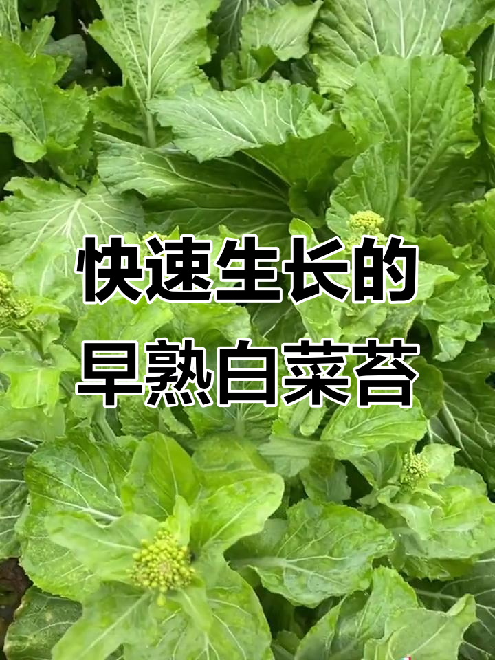 早熟三号白菜苔,阳台小院轻松种,五十天就能收获美味菜苔