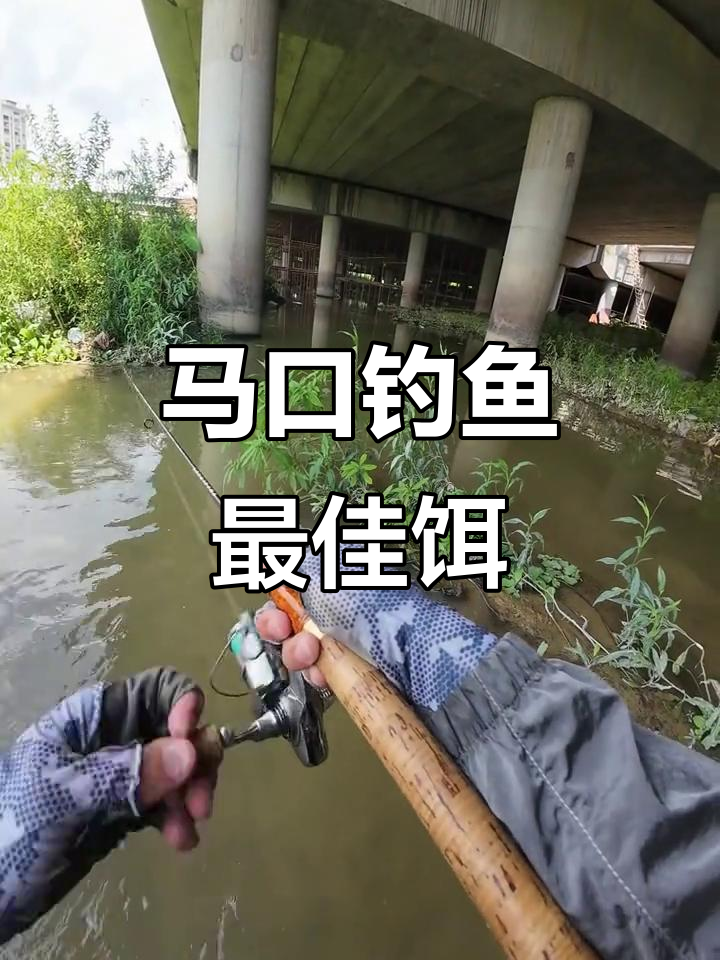 钓马口必备饵料，彩虹V奥甲虫标点大揭秘