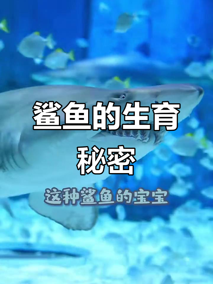 鲨鱼生宝宝竟然有三种方式,揭秘卵生、胎生与卵胎生的区别