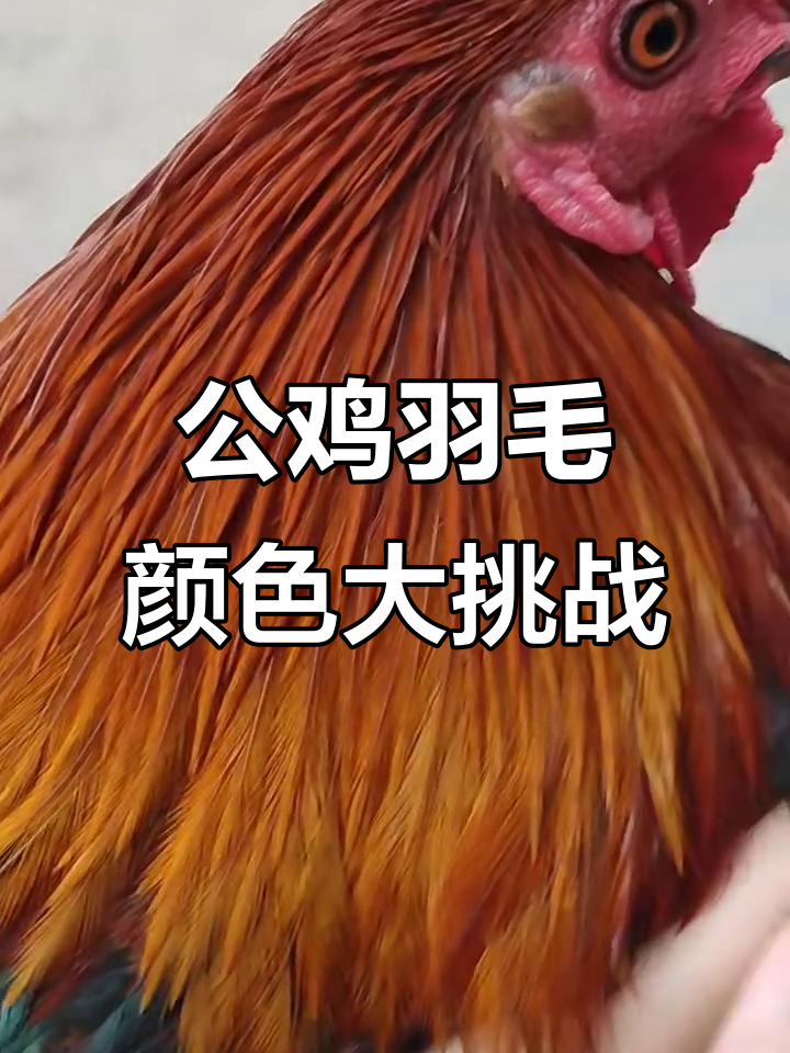 这只公鸡羽毛到底有多少种颜色?快来数一数!