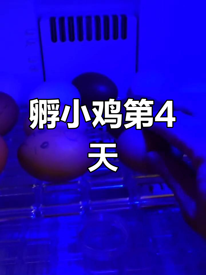 小鸡孵化日记:第四天翻蛋记录