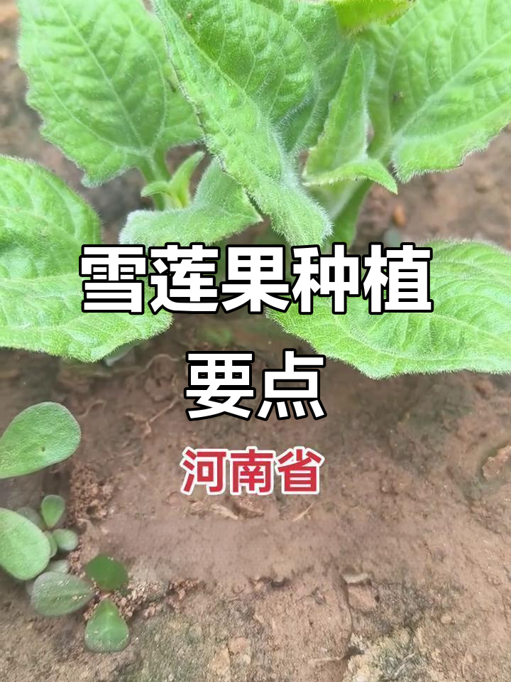 河南雪莲果种植技巧与经验分享