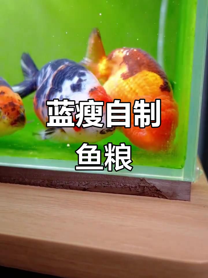 自制兰寿鱼粮,鱼肉蔬菜全混合!