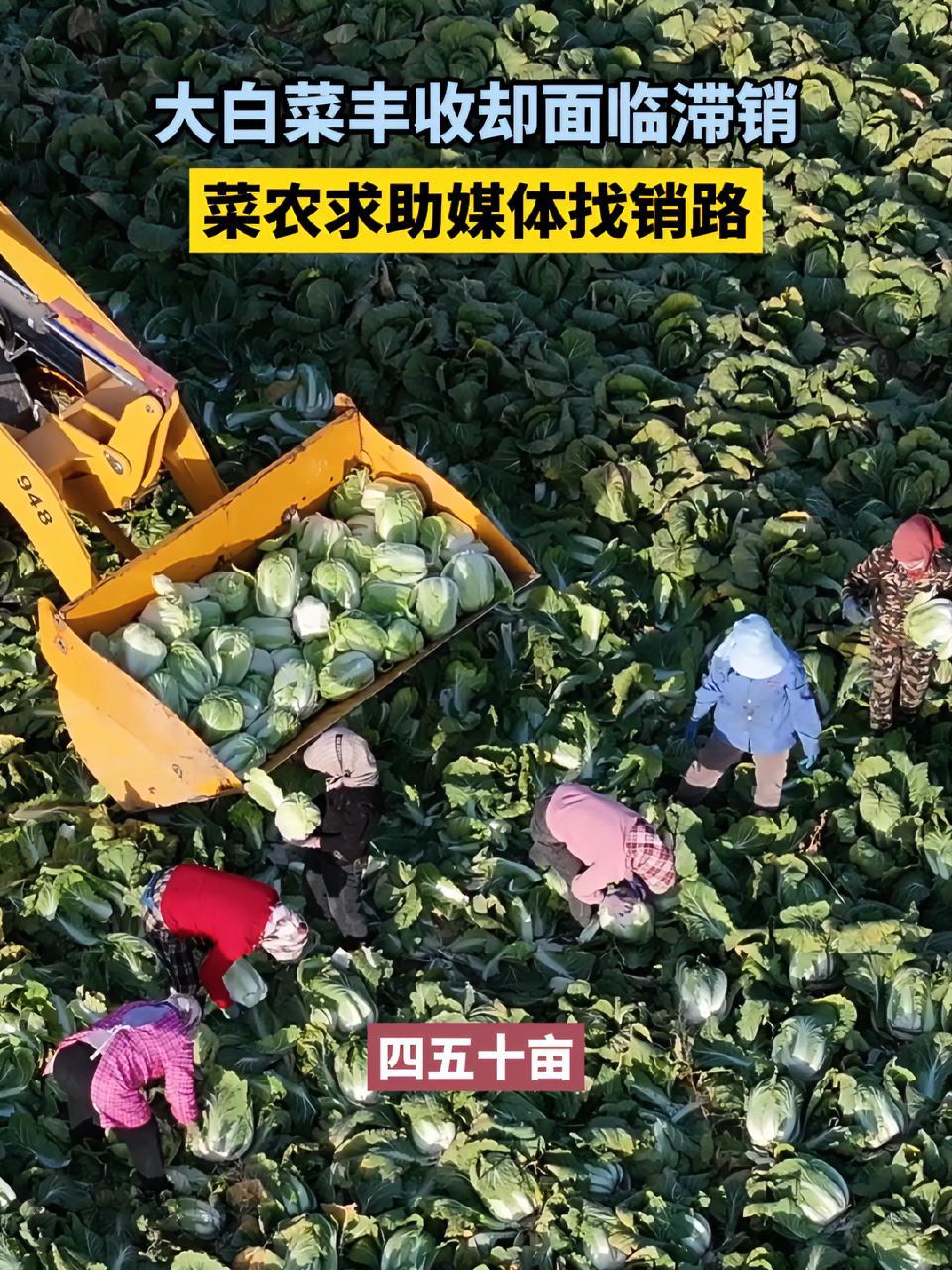 大白菜丰收却面临滞销,菜农求助媒体找销路 又到了囤秋菜的季节 白菜丰收了 蔬菜滞销