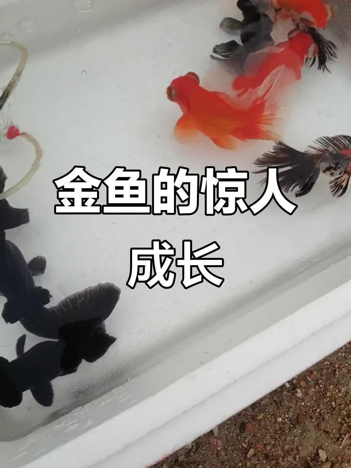 沈阳金鱼大揭秘：从铁匠屯到巨型鱼，竟然能养这么大！