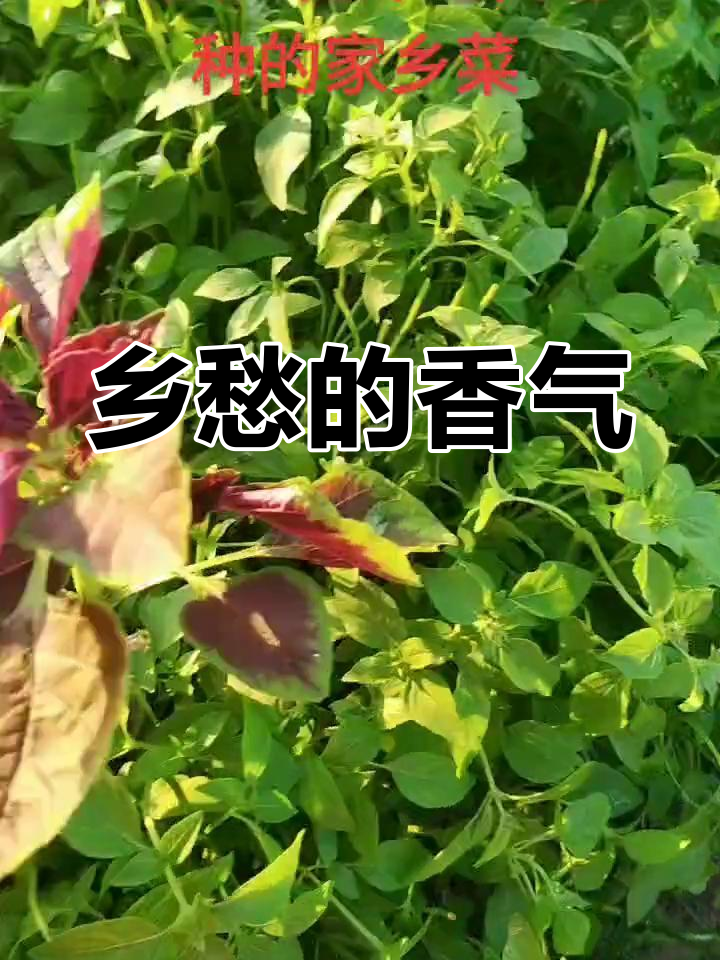 荆芥香气弥漫,阜阳人的乡愁与情怀