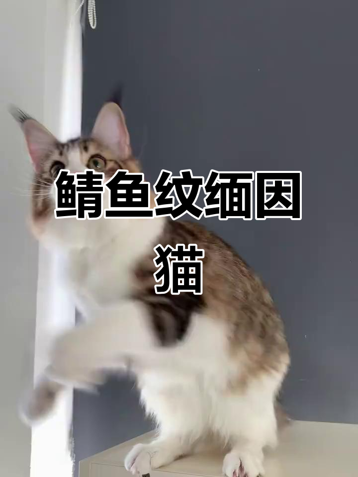 美系缅因猫:鲭鱼纹棕虎斑高白妹妹,萌态十足