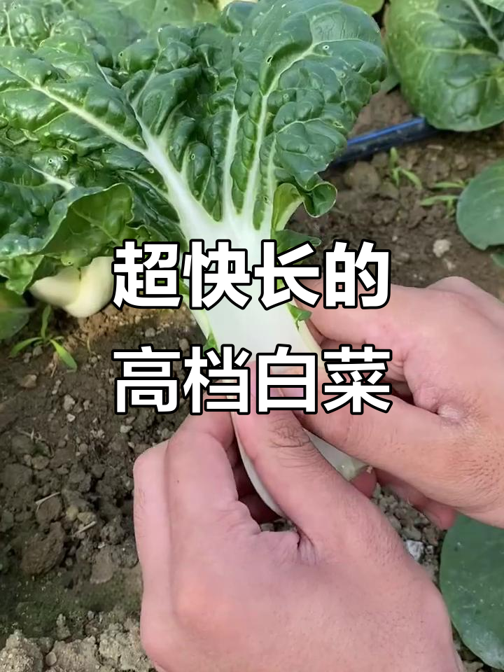 矮脚奶白菜,口感鲜嫩如玉,生长迅速,四季可种