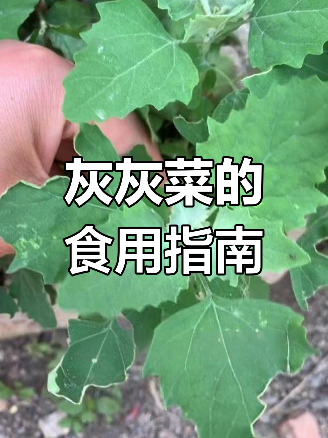 灰灰菜能吃吗?了解这种天然钙源