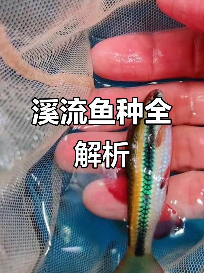 农村溪流常见鱼类大揭秘，看看你都认识吗？