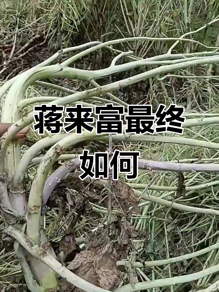 油菜花香蒋来富的命运与结局