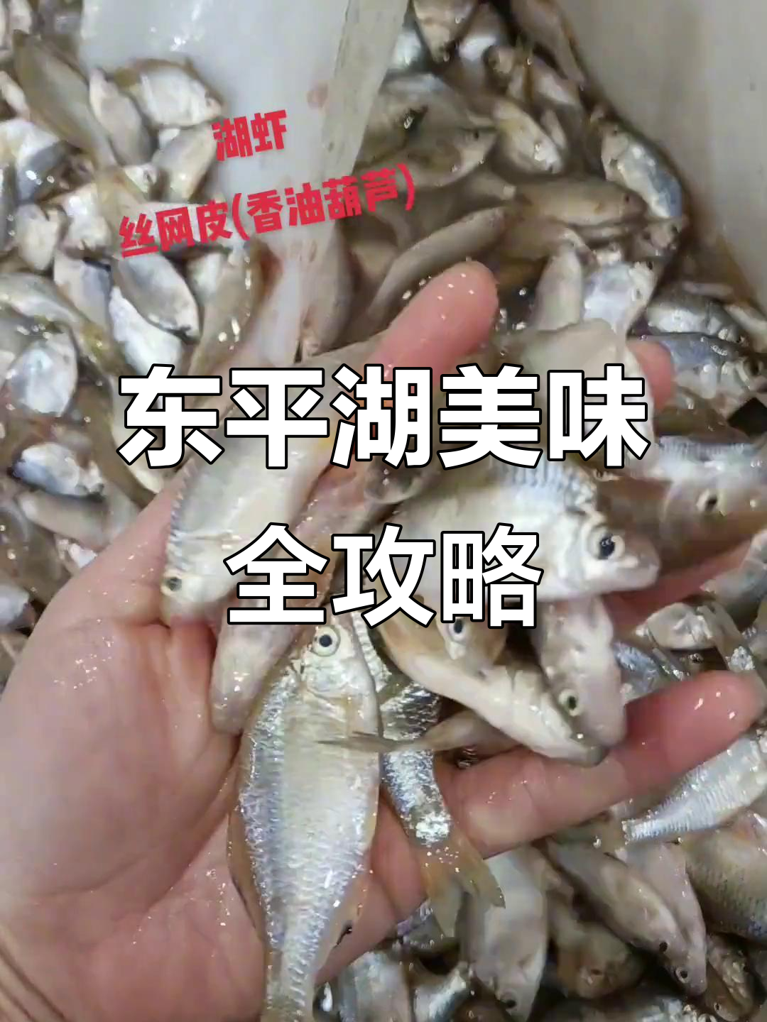 东平湖野生鱼虾与羊杂美食大揭秘,质优价廉等你来尝