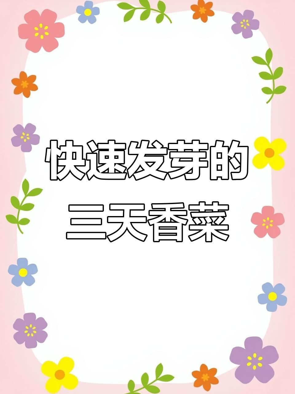 三天速生香菜，比普通品种提前半月收获