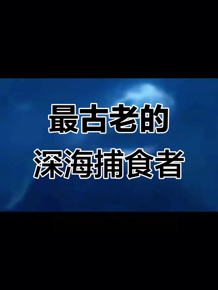 深海最原始鲨鱼揭秘:褶边鲨鱼的神秘与古老