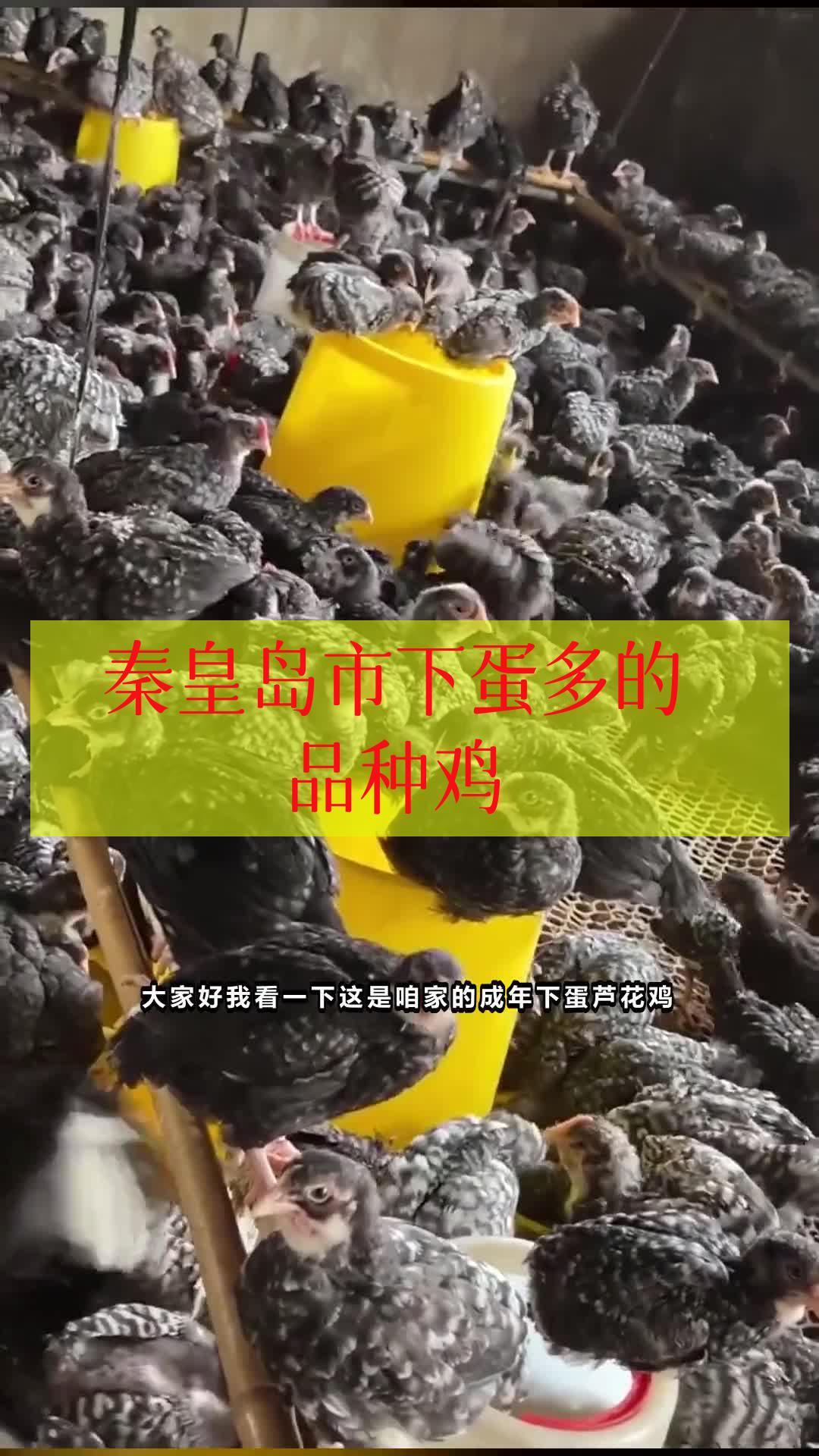 秦皇岛市下蛋多的品种鸡 鸡苗养殖 鸡苗 高产蛋鸡 绿壳蛋