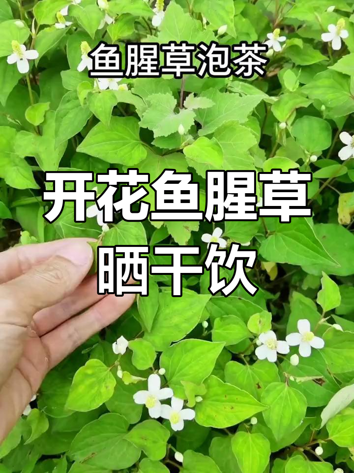 鱼腥草开花晒干,泡茶无腥味
